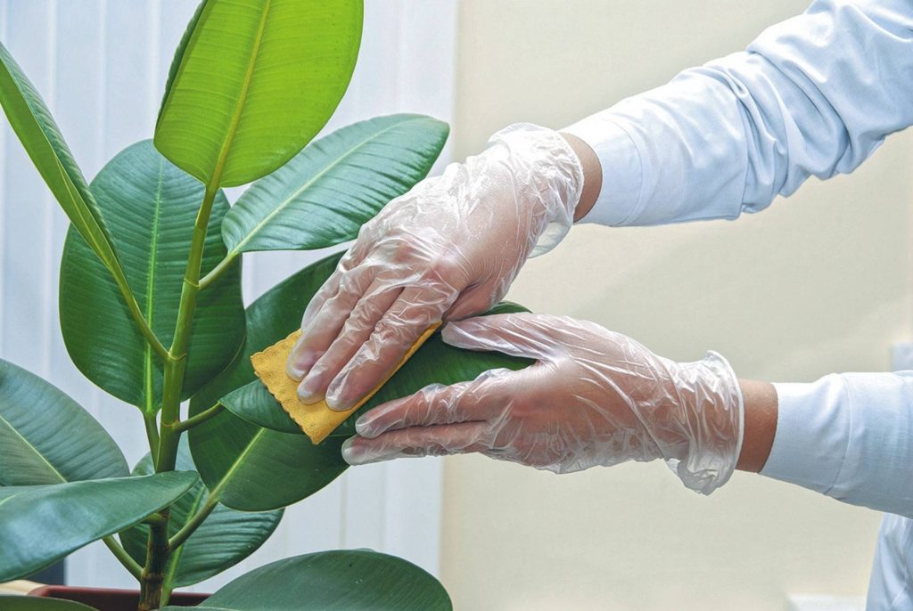 cleaning a plant. 1024x686 - Dust & Debris: The Invisible Threats Of Your DIY Workspace